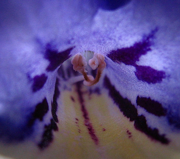 inside streptocarpus flower