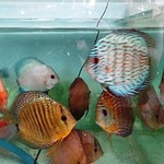 DISCUS FISH (for sale)