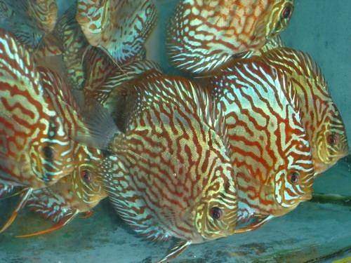 discus_fish_4 by HanhPham