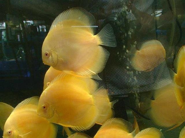 gold_discus_fish