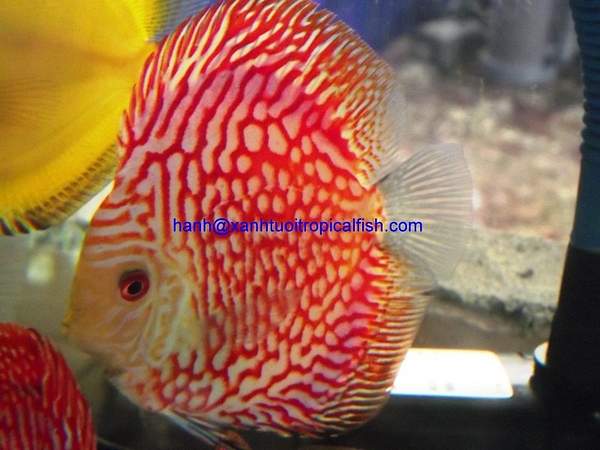 RED_PIGEON_DISCUS_FISH by HanhPham