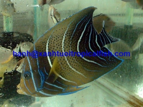 MARINE FISHxanhtuoiaqua.hanh@gmail.com, whosale, buyer, livetropicalfish, importer, saltwaterfish, marinefish We have great mari