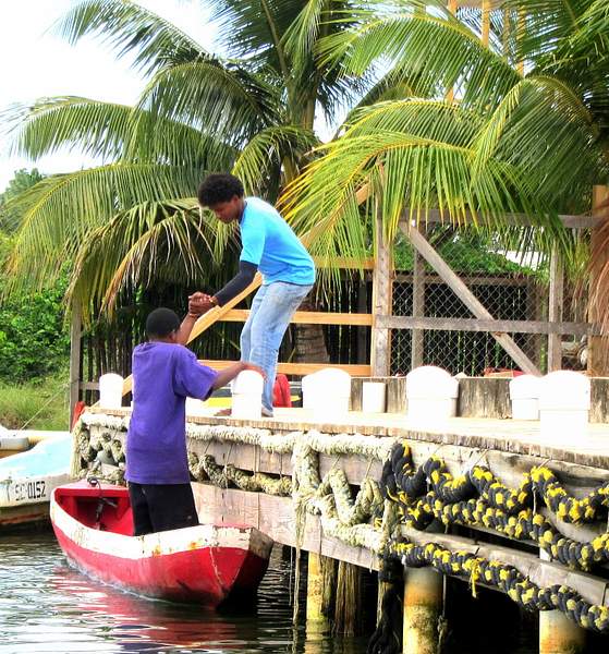 HELPING HAND AT THE TOWN DOCK, PLACENCIA, BELIZE by...