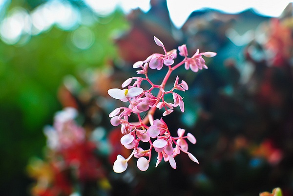lilliput orchid