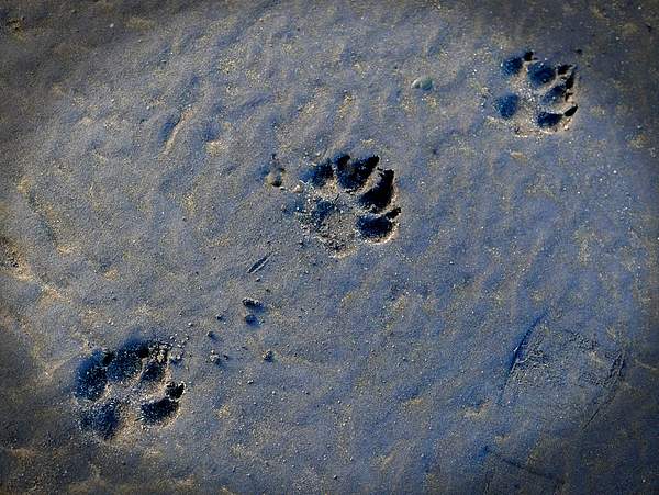 Paw prints in the sand by Tony Polglase