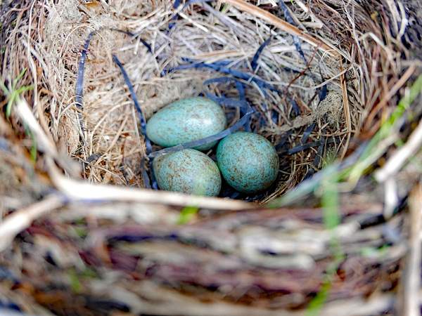Blackbird eggs by Tony Polglase
