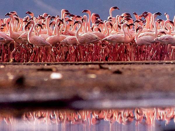 Flamingo by Sofia Bagheri
