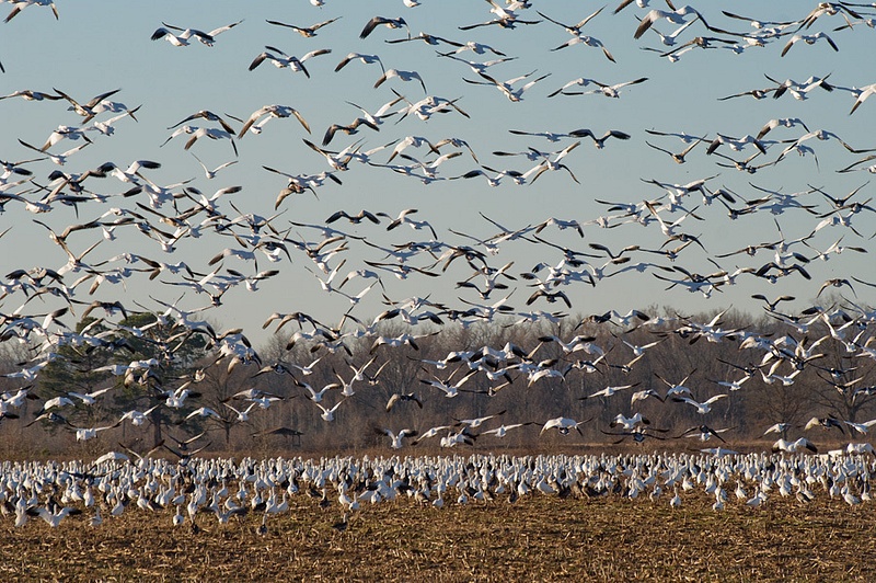 Holla Bend Snow Geese