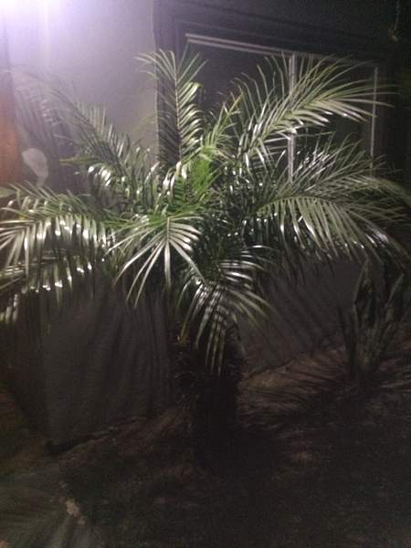 mini palm tree by Leo Canedo