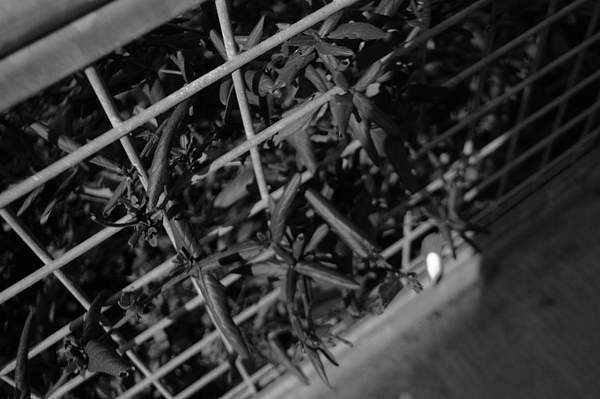 caged plants by LuisPerea