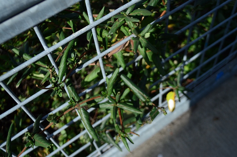 caged plants  (original)