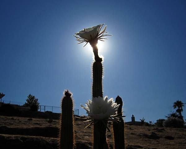 cactus3 by Steve Hollar