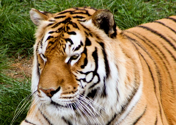 Thinking Tiger