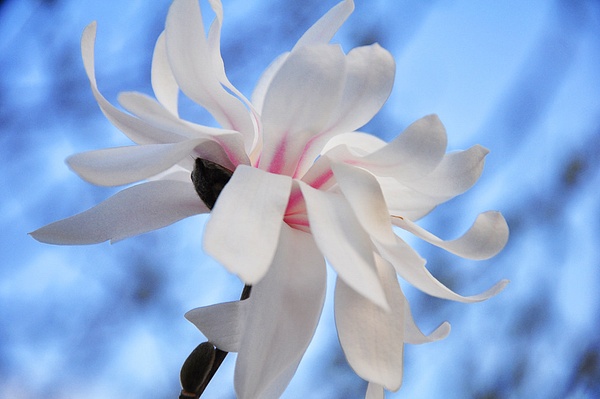 Star Magnolia Bloom.