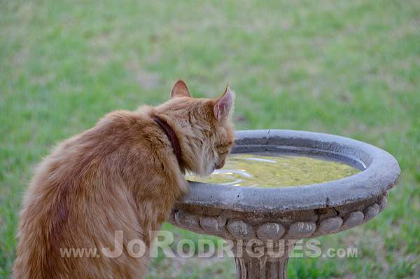 2012-03-11 - Cat Bath 02 by JoRodrigues