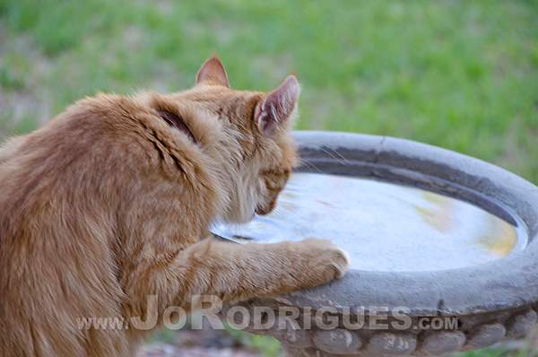 2012-03-11 - Cat Bath 04 by JoRodrigues