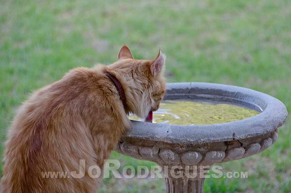 2012-03-11 - Cat Bath 01 by JoRodrigues