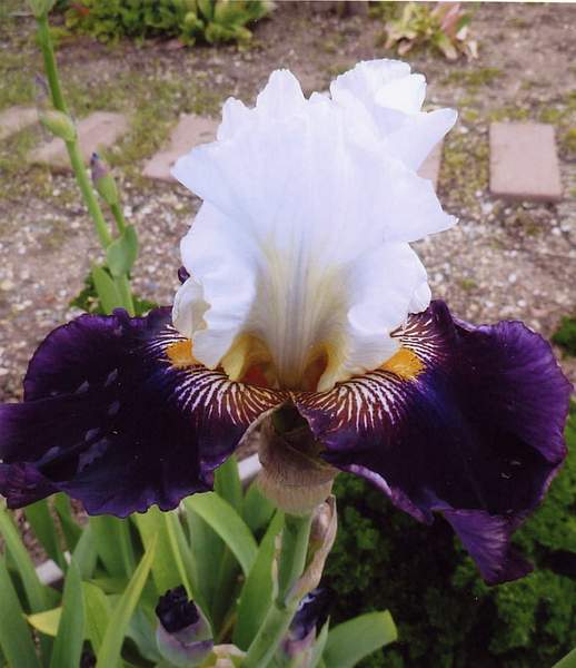 Another Last Laugh X Seedling by utah-iris-society