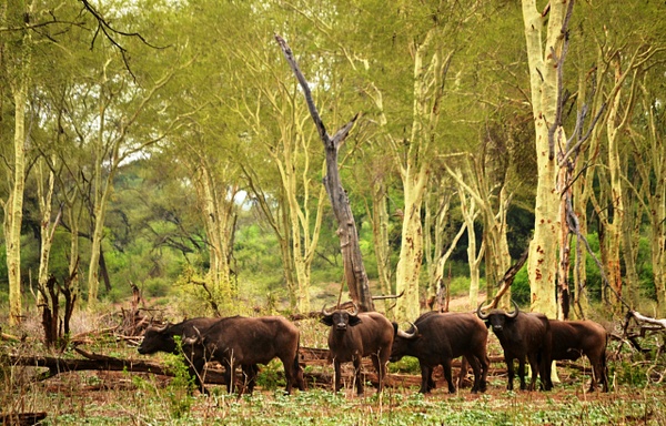 Buffalo in fever tree forest (2)