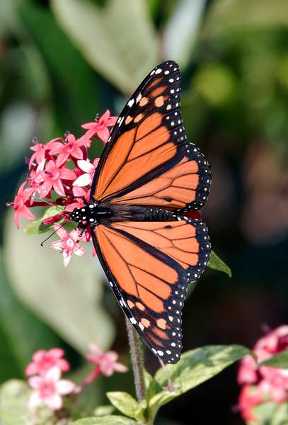 Butterflies by Suzanne Flynn