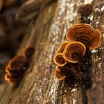 Mushrooms and Fungus