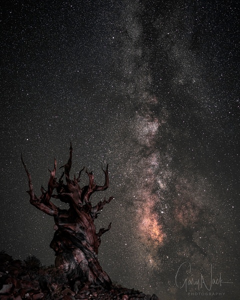 Bristlecone and MilkyWay
