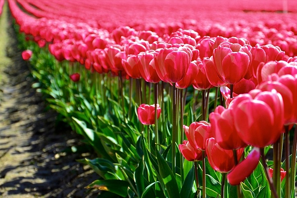 Skajit Valley tulips