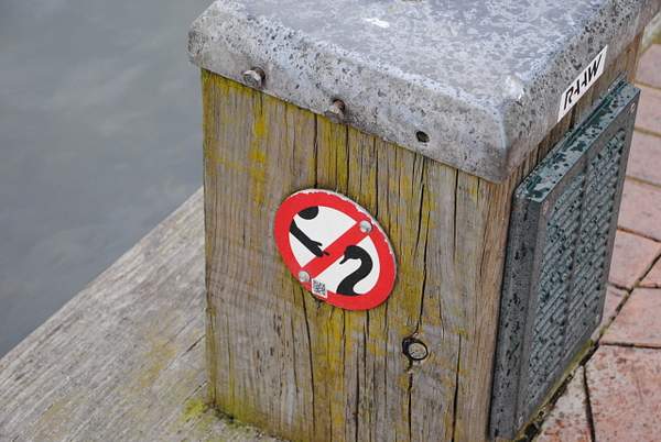 Rotorua: don't try to greet swans by Maria Dzeshchanka