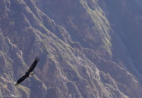 Flight of the condor by Vladimir Zhdanov