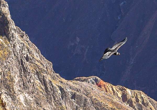 Flight of the condor by Vladimir Zhdanov