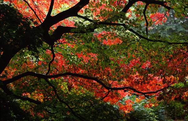 Autumn Canopy by PaulSilk