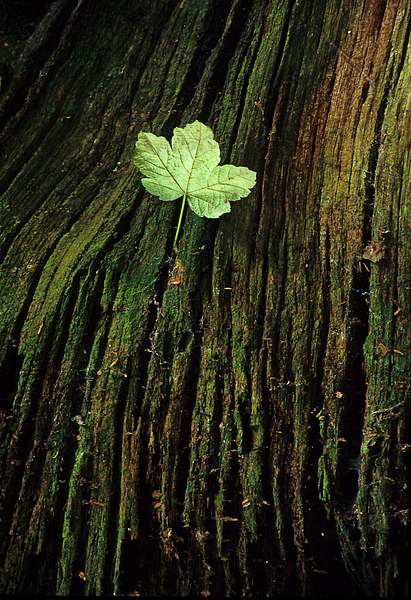 Bark And Leaf by PaulSilk