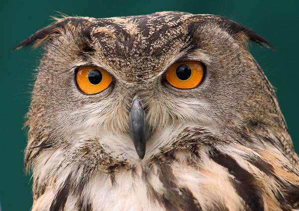 Eagle Owl by PaulSilk