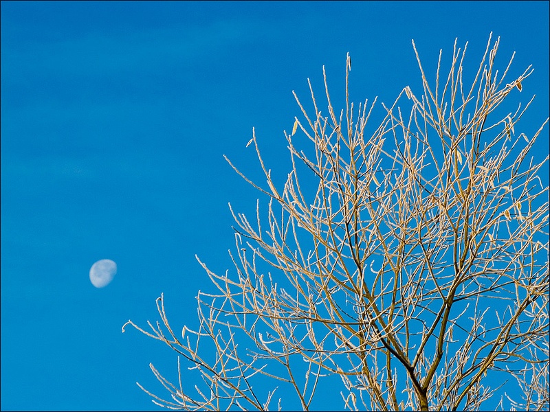 Hoar Frost and Moon