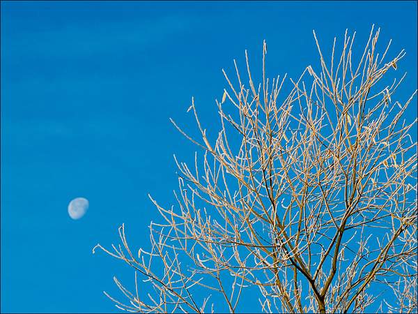 Hoar Frost and Moon by PaulSilk