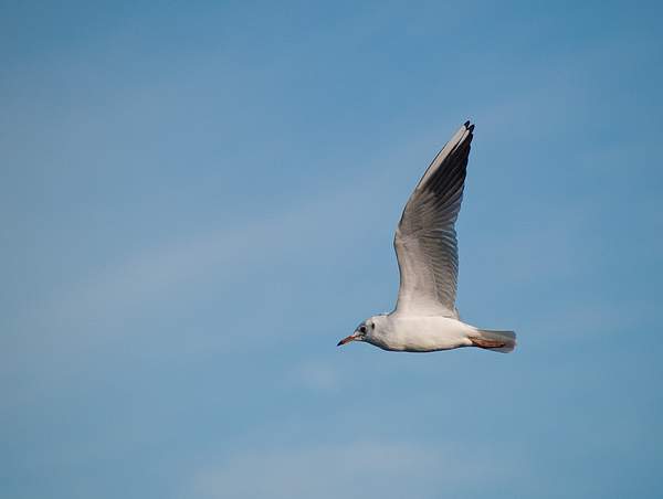 Common Gull by PaulSilk