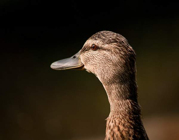 Portrait Of A Duck by PaulSilk