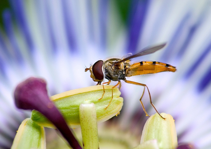 Hoverfly On Passion Flower