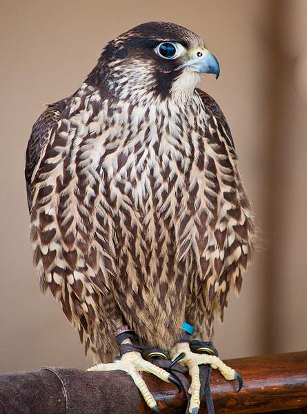 Peregrine Falcon by PaulSilk