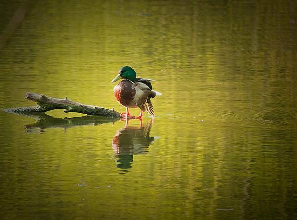 On Green Pond by PaulSilk