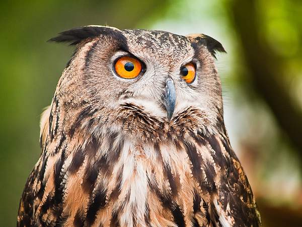 Eagle Owl by PaulSilk