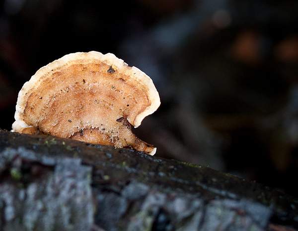 Bracket Fungi by PaulSilk