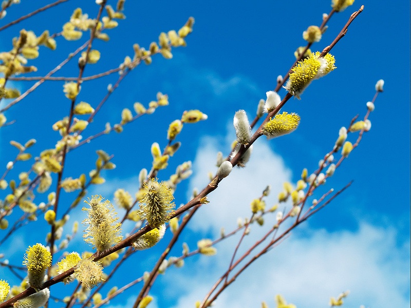 Spring Time Catkins