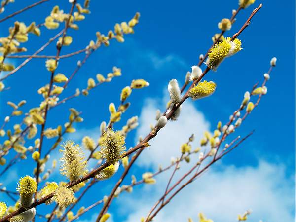 Spring Time Catkins by PaulSilk