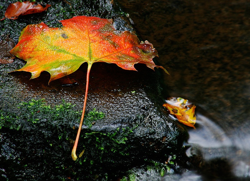 Leaf and Rock