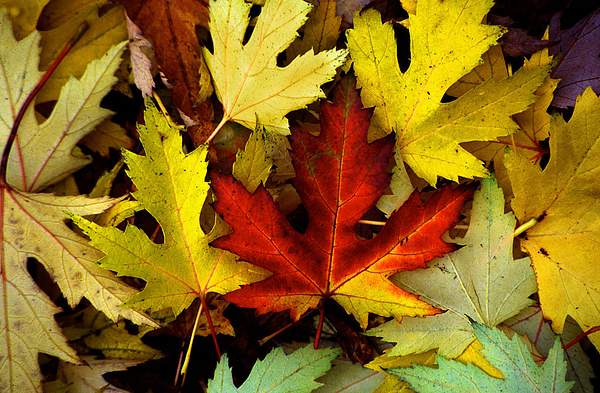 Autumn Leaves by PaulSilk