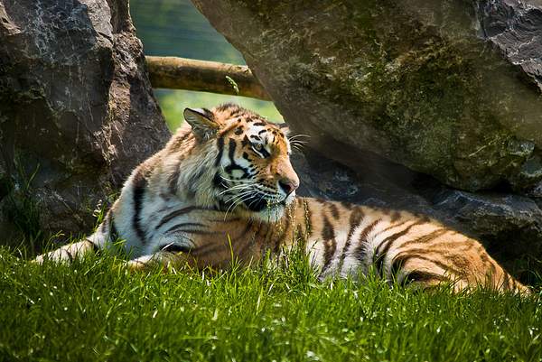 Tiger by PaulSilk