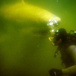 Sloka Diving