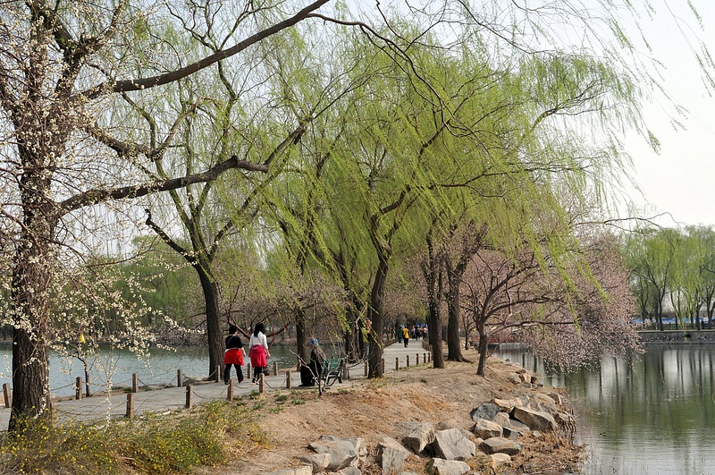 Spring in the Park of Summer Palace