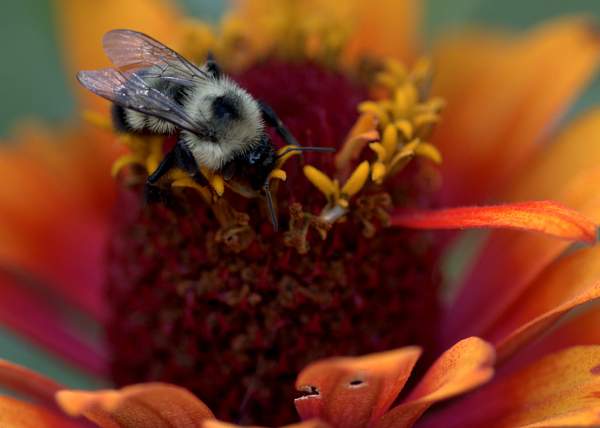 Bee Happy by Heather Liolios